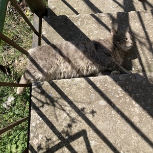 Кот