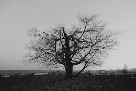 Mysterious trees