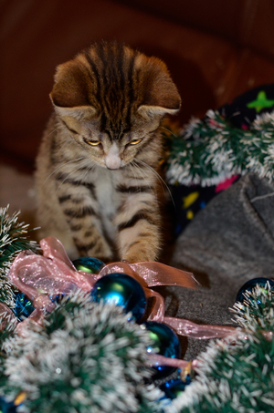Новогодний котик