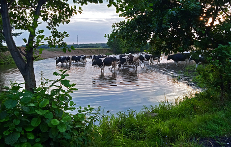 Коровы на водопое