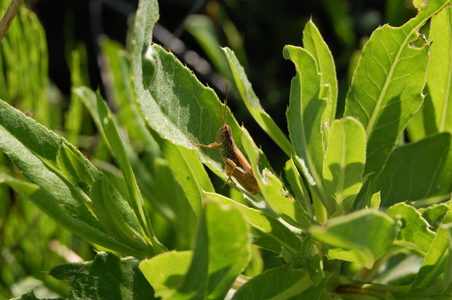 Кузнечик в траве