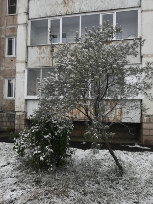 Деревья