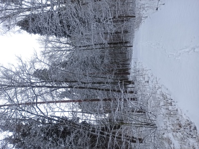Зимний лес