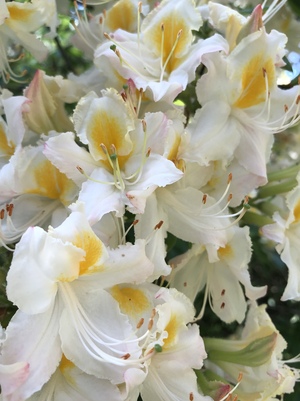 Рододендроны