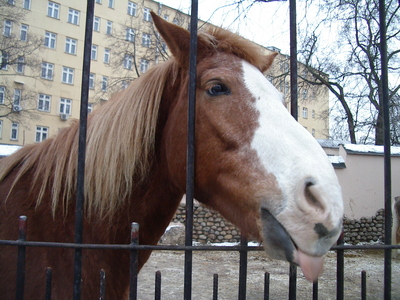 Лошадь в зоопарке