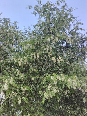 Белая акация в спб