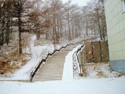 Лес в парке