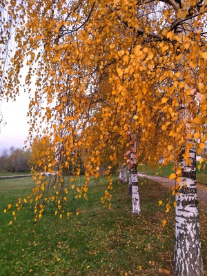От чего так в россии березы шумят