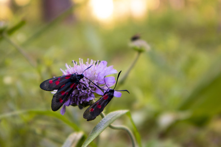 Пестрянка таволговая