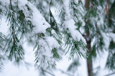 Сосна в снегу в парке
