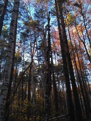 Осенний лес