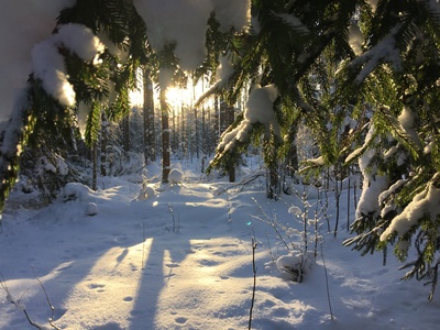 Зимний лес 1