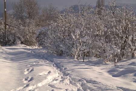 Деревья в снегу