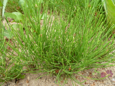 Хвощ полевой