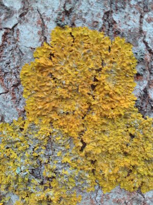 Лишайник ксантория