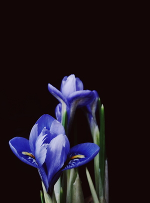 Синие цветы