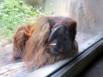 Орангутанг