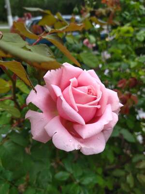 Розовая роза