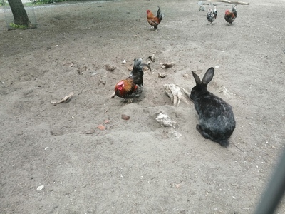 Кролик и куры