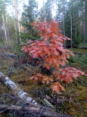 Красный дуб