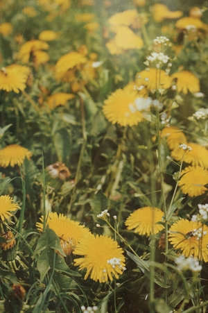 Одуванчики