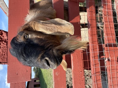 Нубийский козел