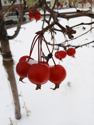 Ягоды на снегу