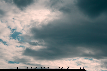 Birds