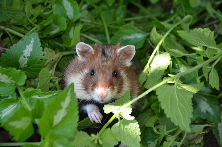 Дикий хомяк