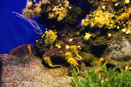 Моские коньки на морском дне