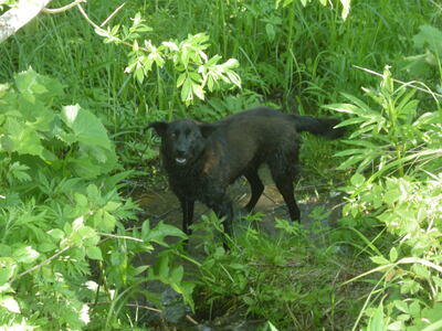 Собака в болоте