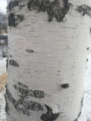 Берёза