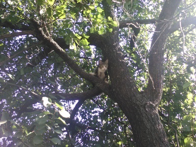 Котик на дереве