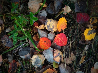 Золотая осень