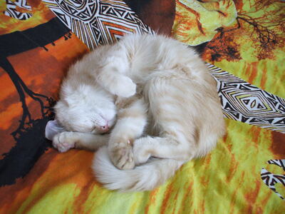 Котэ
