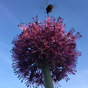 Шмель садится на цветок лука