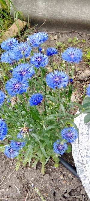 Валерий Майраков