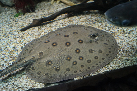 Морской скат