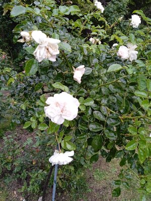 Белые розы куст
