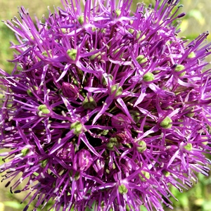 Соцветие лука вблизи