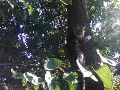 Кот лезет на дерево