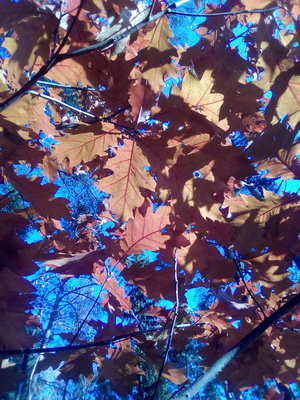 Осенний красный дуб