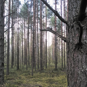 Лес