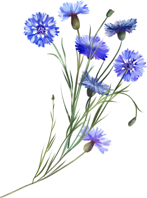 Голубые маргаритки