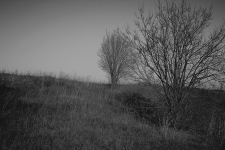Mysterious trees