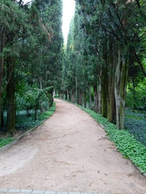 Кипарисовая аллея