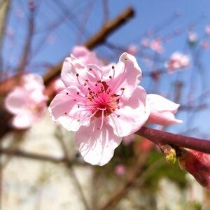 Цветение вишни