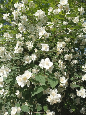 Весенние цветы