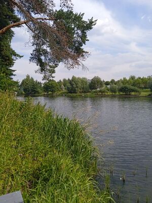 Лесное озеро