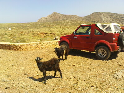 Козы на крите